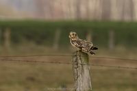 Naturfotografie Wildlifefotografie Tierfotografie Ochsenmoor Nikon 024