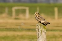 Naturfotografie Wildlifefotografie Tierfotografie Ochsenmoor Nikon 025