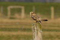 Naturfotografie Wildlifefotografie Tierfotografie Ochsenmoor Nikon 026