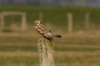 Naturfotografie Wildlifefotografie Tierfotografie Ochsenmoor Nikon 027