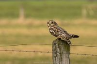 Naturfotografie Wildlifefotografie Tierfotografie Ochsenmoor Nikon 028