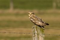 Naturfotografie Wildlifefotografie Tierfotografie Ochsenmoor Nikon 030