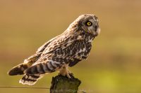 Sumpfohreule Wildlifefotografie Naturfotografie