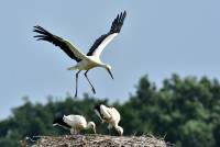 wei&szlig;storch white stork ciconia nikon tamron