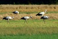 wei&szlig;storch white stork ciconia nikon tamron