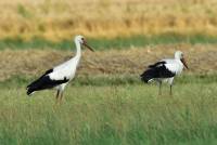 wei&szlig;storch white stork ciconia nikon tamron