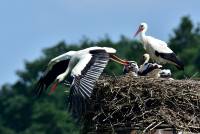 wei&szlig;storch white stork ciconia nikon tamron