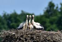 wei&szlig;storch white stork ciconia nikon tamron