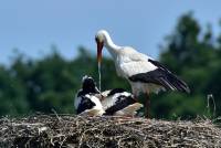 wei&szlig;storch white stork ciconia nikon tamron