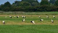 wei&szlig;storch white stork ciconia nikon tamron