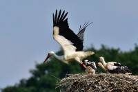 wei&szlig;storch white stork ciconia nikon tamron