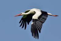 wei&szlig;storch white stork ciconia nikon tamron