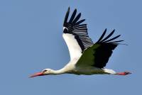 wei&szlig;storch white stork ciconia nikon tamron