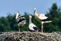 wei&szlig;storch white stork ciconia nikon tamron