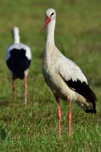 wei&szlig;storch white stork ciconia nikon tamron