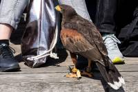 Wüstenbussard Adlerwarte Berlebeck