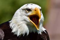 Weißkopfseeadler Adlerwarte Berlebeck