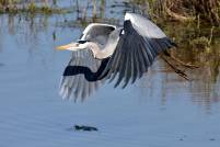 Graureiher Fischreiher grey heron ardea cinerea