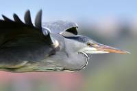 Graureiher Fischreiher grey heron ardea cinerea