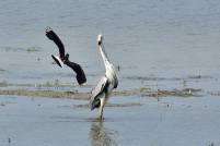 Graureiher Fischreiher grey heron ardea cinerea