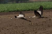 Kranich crane grus grus wildlife nikon