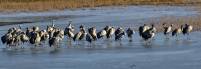 Kraniche cranes grus grus wildlife