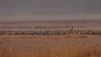 Kraniche cranes Ahsewiesen wildlife nikon tamron