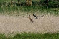 Rohrweihe marsh harrier Natur wildlife