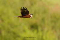 Wildlifefotografie Ahsewiesen NRW Olaf Kerber 026