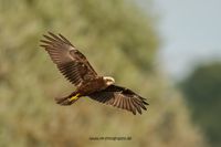 Wildlifefotografie Ahsewiesen NRW Olaf Kerber 042