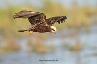 Wildlifefotografie Ahsewiesen NRW Olaf Kerber 046