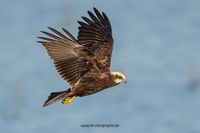 Wildlifefotografie Ahsewiesen NRW Olaf Kerber 049