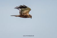 Wildlifefotografie Ahsewiesen Olaf Kerber 058