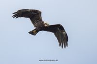 Wildlifefotografie Landschaftsfotografie Ahsewiesen Olaf Kerber 013