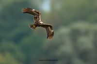 Wildlifefotografie Lippeaue Olaf Kerber 024