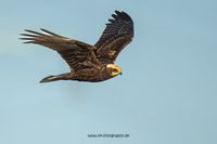 Wildlifefotografie Lippeaue Olaf Kerber 042