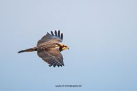 Wildlifefotografie Naturfotografie Lippeaue Olaf Kerber 245