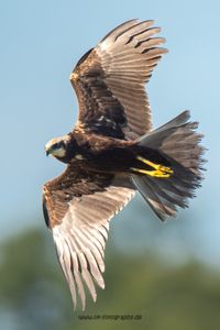 Wildlifefotografie Naturfotografie Lippeauen NRW Olaf Kerber 014