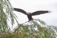 Wildlifefotografie Naturfotografie Olaf Kerber 013