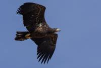 Junger Seeadler white-tailed eagle wildlife nikon