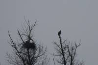 Seeadler white-tailed eurasian eagle haliaeetus albicilla wildlife tamron nikon