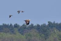 Seeadler white-tailed eurasian eagle haliaeetus albicilla wildlife tamron nikon