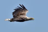 Seeadler white-tailed eurasian eagle haliaeetus albicilla wildlife tamron nikon