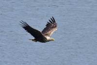 Seeadler white taled eagle wildlife nikon olaf kerber