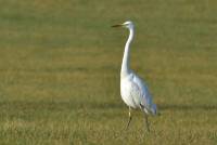 Silberreiher great egret ardea alba wildlife