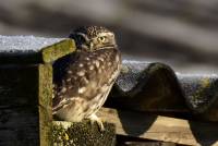 Steinkauz littel owl athene noctua wildlife nikon olaf kerber