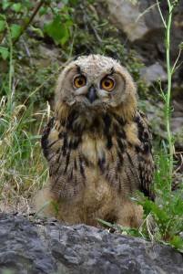 Junguhu Uhu eagle owl bubo bubo wildlife