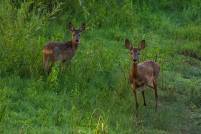 Ricke mit Kitz deer wildlife nikon